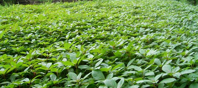 CABI gives thumbs up to EU action against invasive species